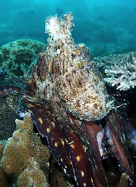Raja Ampat 2019 - DSC07657_rc - Day Octopus - Poulpe - Octopus Cyanea